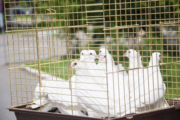 Белые голуби в солнечный день в деревянной клетке
 - Фото, изображение