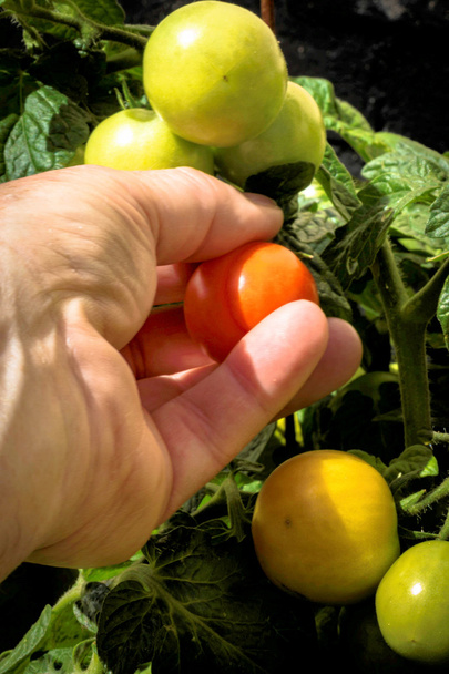 Picking a single ripe tomato - Photo, Image