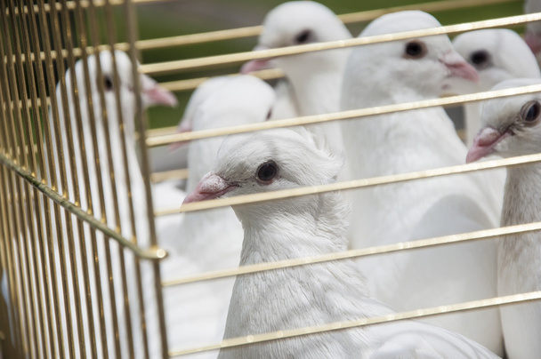 witte duiven op een zonnige dag in een houten kooi - Foto, afbeelding