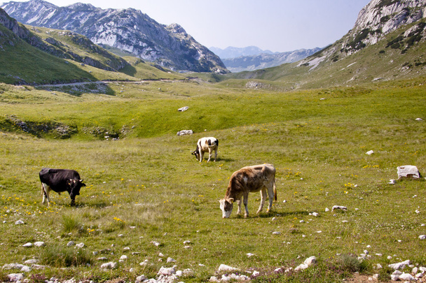Cow on mounatins meadow - Montenegro - Fotoğraf, Görsel