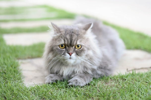 persialainen kissa
 - Valokuva, kuva