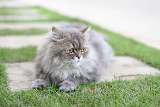 Persian cat - Photo, Image