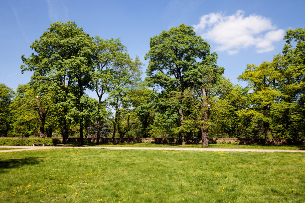 Green park at sunny day - Foto, afbeelding