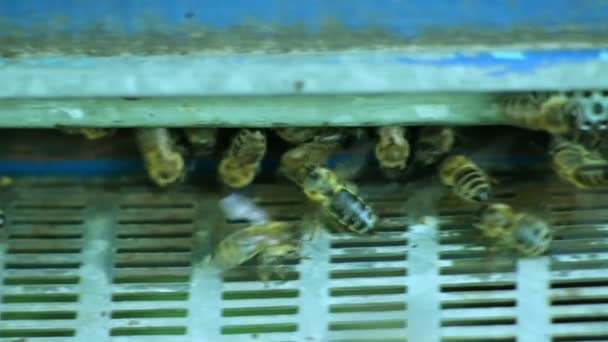 Grupa pszczół w ulu - Materiał filmowy, wideo