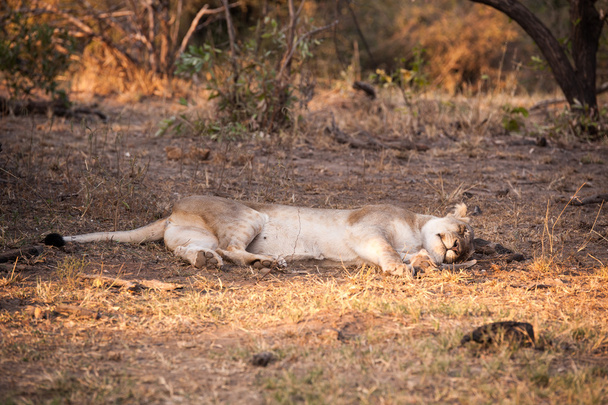 female lion resting - Photo, Image