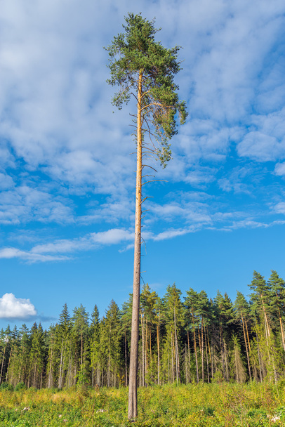 Tall old pine tree. - Foto, afbeelding
