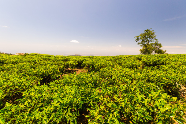 Teeplantaasi vihreä maisema Sri Lankassa
 - Valokuva, kuva