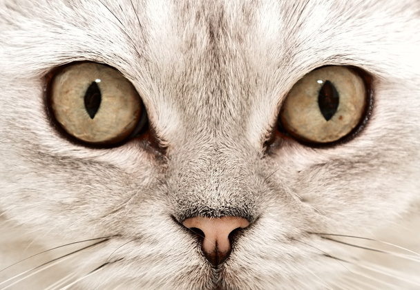 kočičí oči - Fotografie, Obrázek