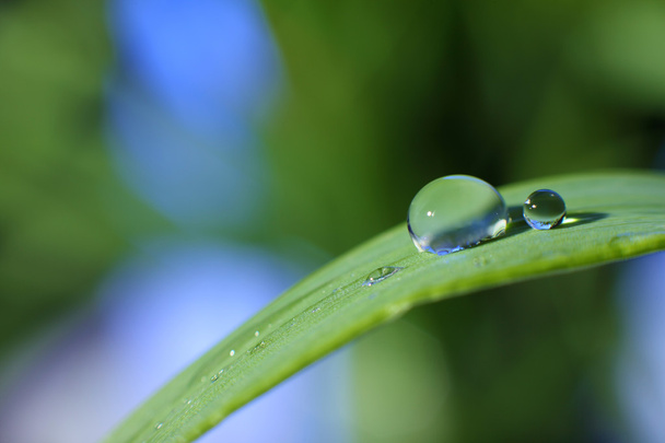 Drop of dew - Foto, immagini