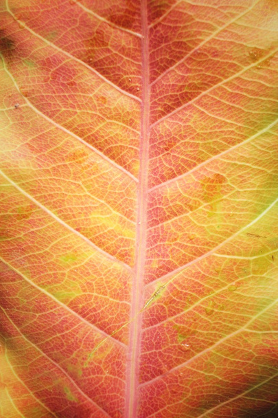gedroogde bladeren - Foto, afbeelding
