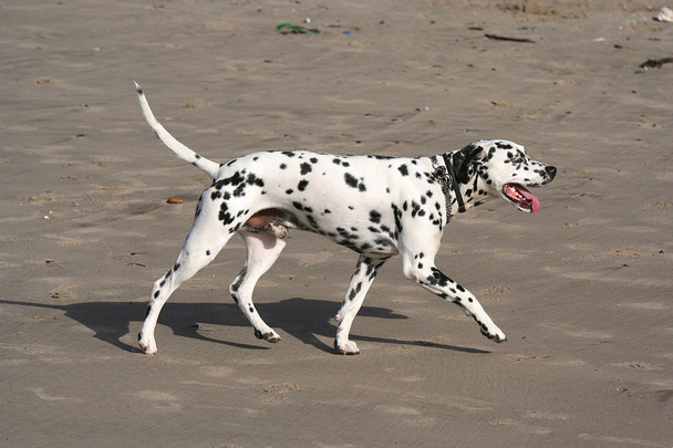 Dalmatische hond lopen - Foto, afbeelding