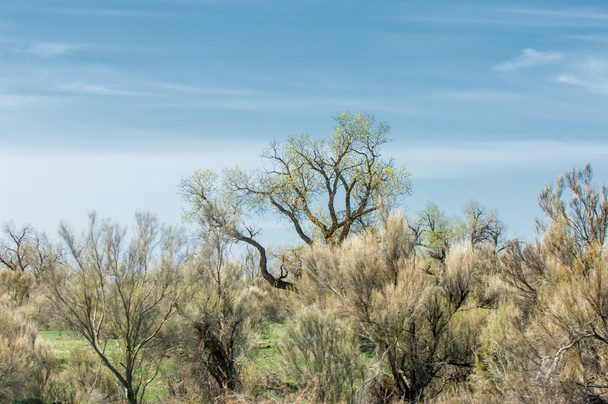 春の草原の砂漠 saxaul。haloxylon - 写真・画像