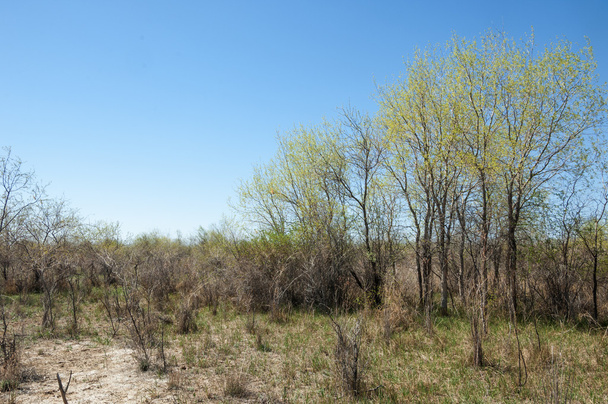 steppe, prairie, veldt, veld.  Spring Central Asia. Kazakhstan. turanga poplar.  Euphrates Poplar - Photo, Image