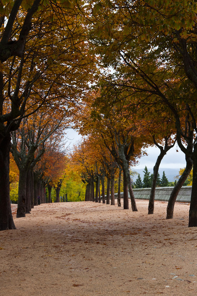 Autumn walk - Zdjęcie, obraz
