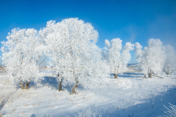 冬の太陽の霜.寒い。温度が氷点下に下がるとき小さい白い氷の結晶の沈殿物が地面または他の表面の形成. - 写真・画像