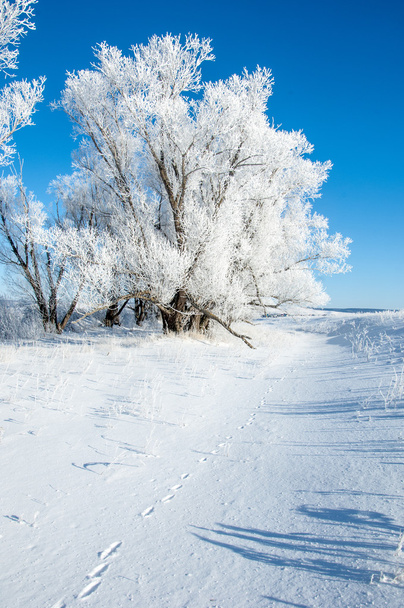 Ο ήλιος παγετό το χειμώνα. κρύο. μια κατάθεση των κρυστάλλων μικρό λευκό πάγου σχηματίζονται στο έδαφος ή άλλες επιφάνειες, όταν η θερμοκρασία πέφτει κάτω από το μηδέν. - Φωτογραφία, εικόνα