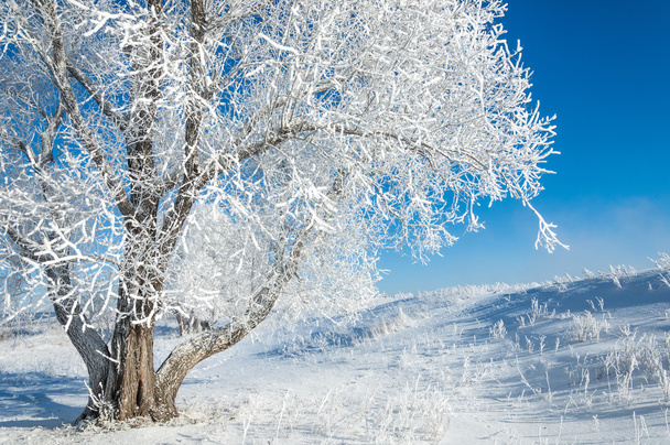 冬の太陽の霜.寒い。温度が氷点下に下がるとき小さい白い氷の結晶の沈殿物が地面または他の表面の形成. - 写真・画像