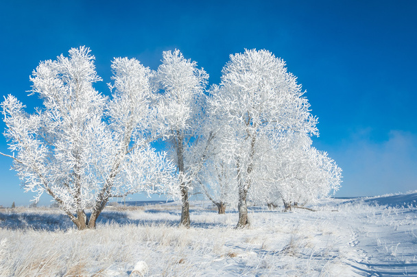 Talvi aurinko pakkasta. Kylmää. maahan tai muille pinnoille muodostuu pieniä valkoisia jääkiteitä, kun lämpötila laskee alle jäätymisen
. - Valokuva, kuva