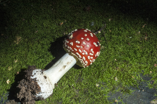 Muchomor, muchomor, trujący grzyb w czerwonym kapeluszu z biało nakrapiane. - Zdjęcie, obraz