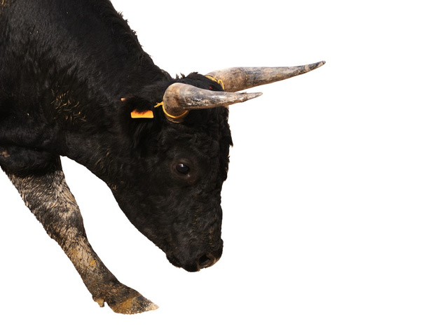 Portret van een jonge zwarte stier voorbereiden om te laden, isolatie op wit - Foto, afbeelding