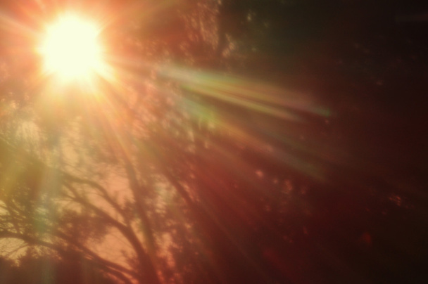 сонце світить крізь ліс
 - Фото, зображення