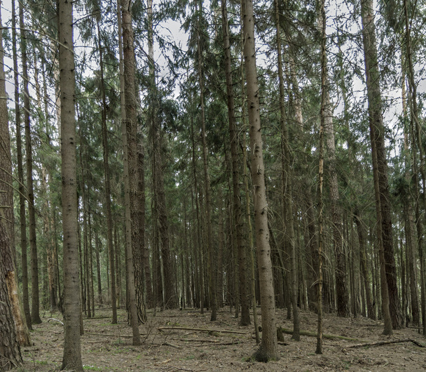 δένδρα στο δάσος - Φωτογραφία, εικόνα