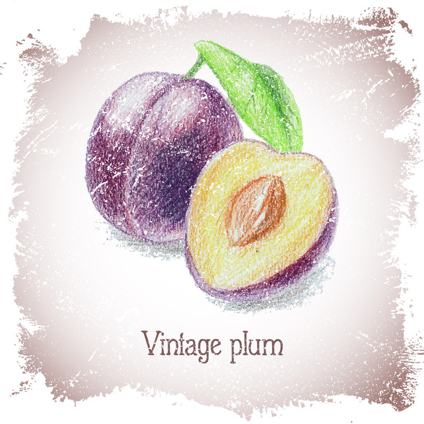 Vintage card with plum. - Vector, Image