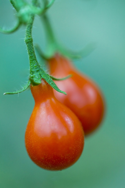 Little red cherry tomatoes - Photo, Image