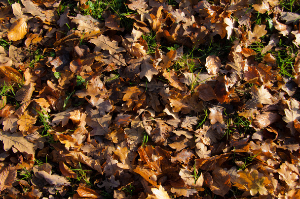 Umgestürzte Blätter - Foto, Bild