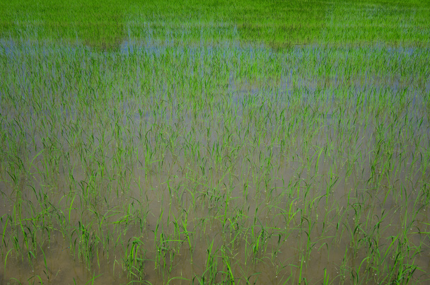 Rice plant in Anatolia, Turkey - Photo, Image