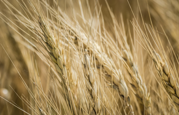 campo de trigo - Foto, Imagen