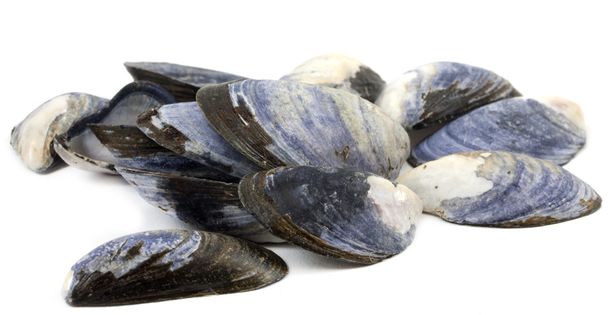 Mussels - Photo, Image