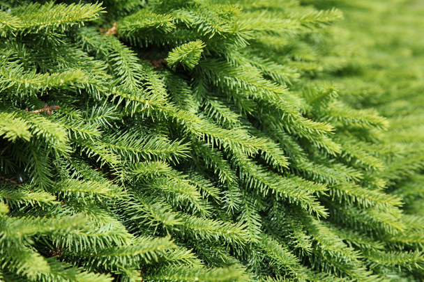 Árbol de pino - Foto, imagen