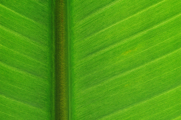 Strelitzia leaf - Foto, imagen