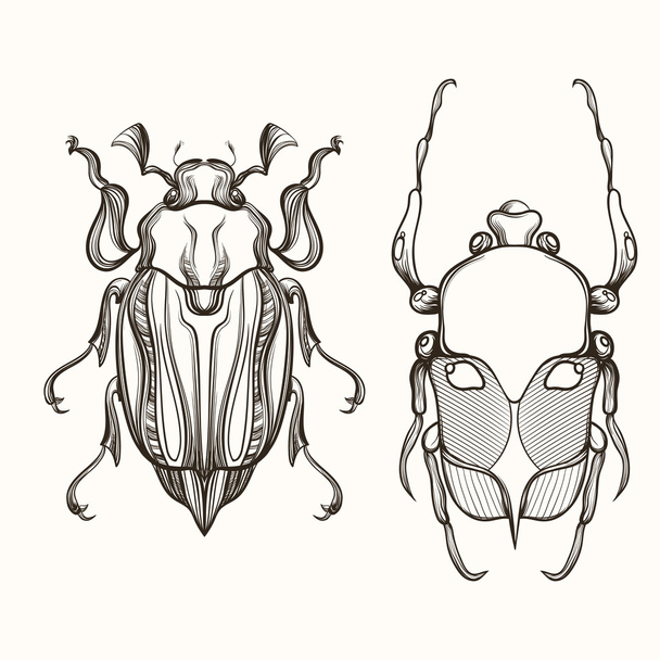Hand drawn engraving Sketch of Scarab Beetle and May bug. Design - Vector, Image