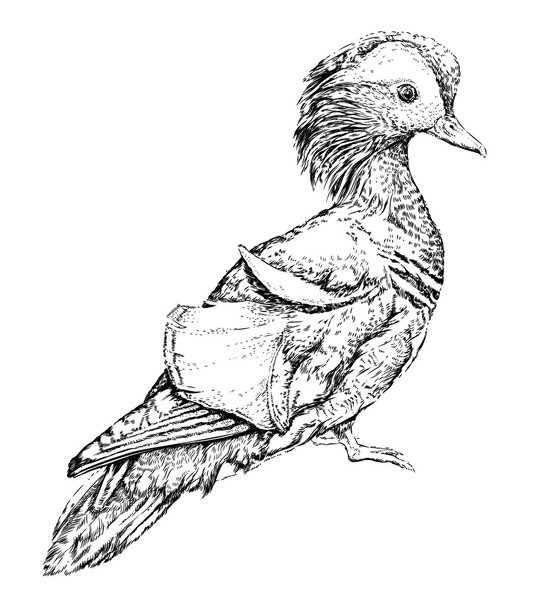 Mandarin duck sketch - Vektor, kép