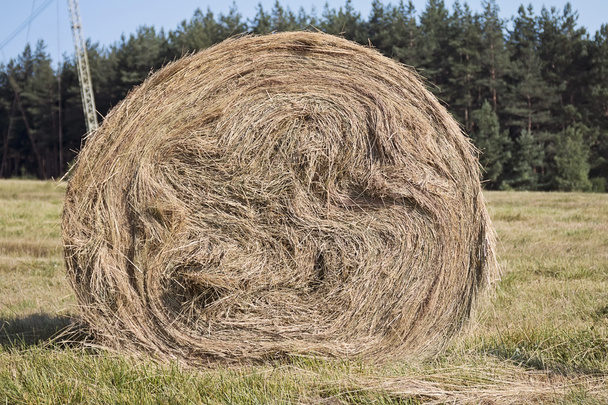 Bale de heno
 - Foto, Imagen