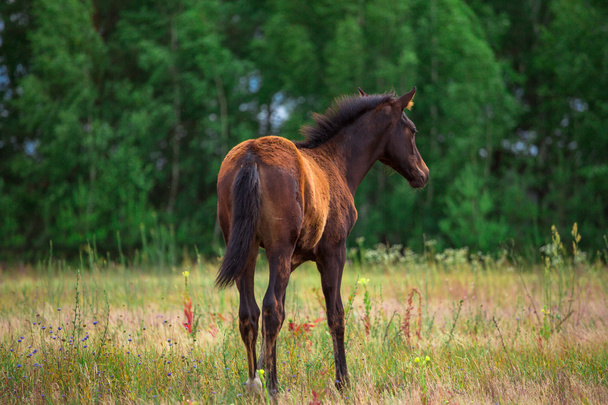 foal - Фото, изображение