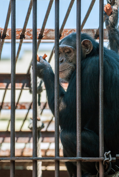 chimpanzé na gaiola
 - Foto, Imagem