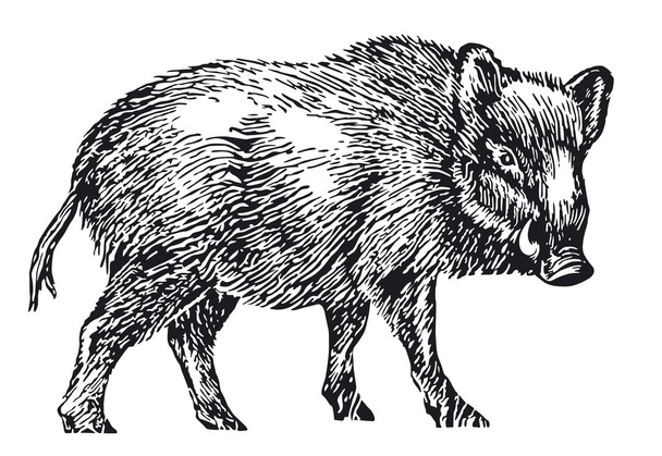 Wildschweine - Vektor, Bild