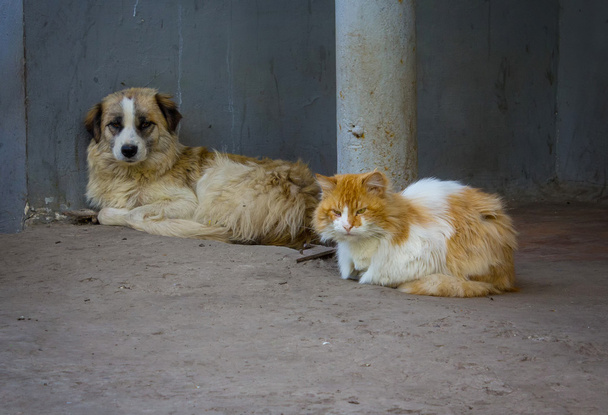 Hajléktalan elvtársak, a macska és a kutya - Fotó, kép