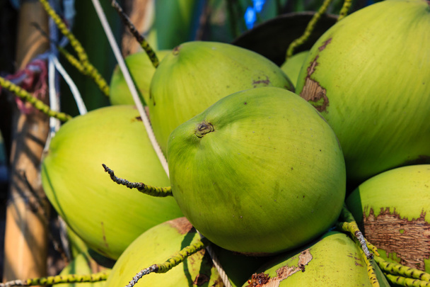 zelené kokosy na Palmu - Fotografie, Obrázek