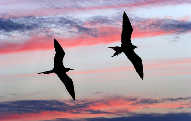 Silhouette volante d'oiseaux
 - Photo, image