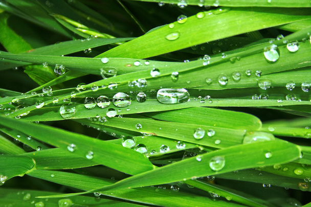 Grass in dew - Фото, изображение