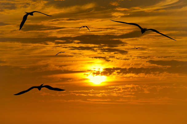 Silueta voladora de aves
 - Foto, Imagen