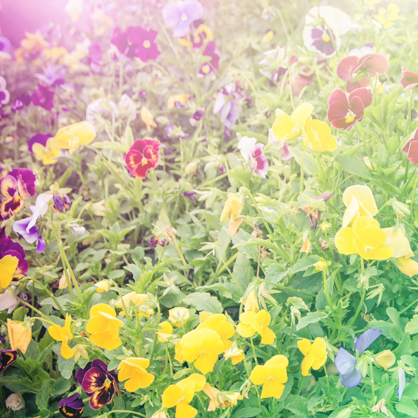 élénk színű szép vad virágok blur stílus. A művészet textúra - Fotó, kép