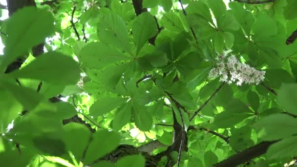 栗の木の花、日光は、葉を貫通します。4 k - 映像、動画