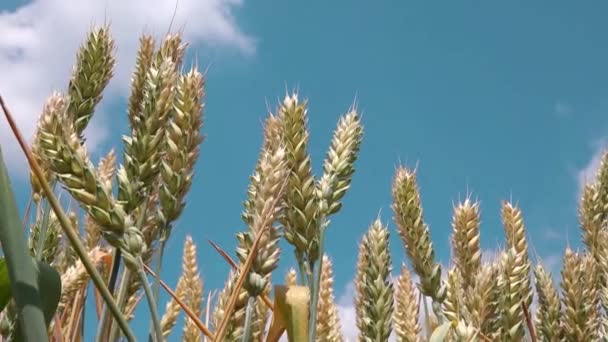 Buğday bitkileri alan - Video, Çekim