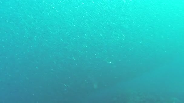 Hejno ryb sardinky - Záběry, video