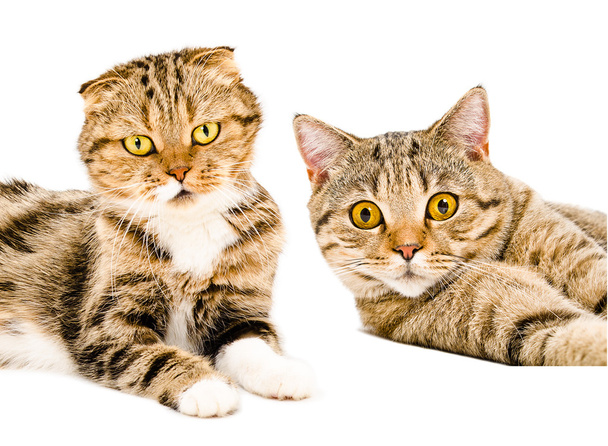 Portrait of two cats Scottish Straight  and Scottish Fold - Фото, зображення